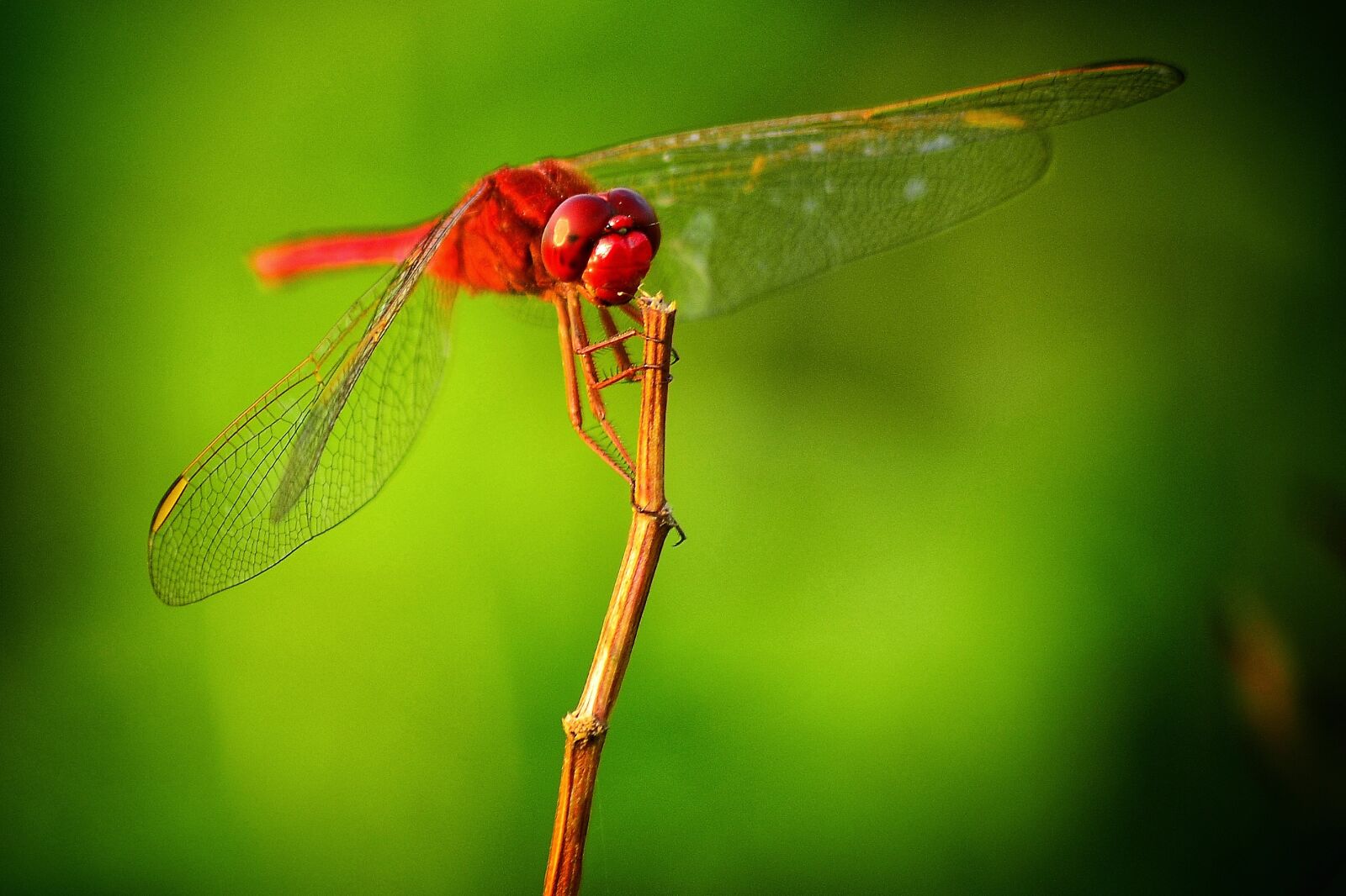 Nikon D5100 sample photo. Hopper, insects, natural photography