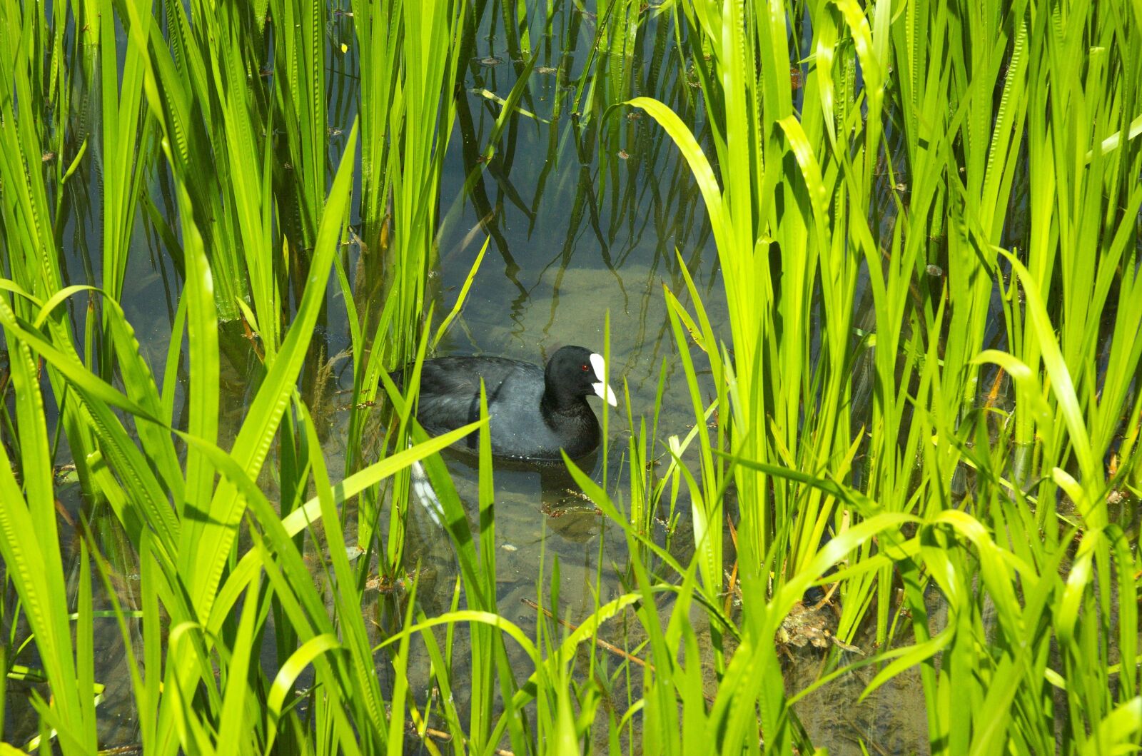 Nikon D70 sample photo. Duck, coot, ralle photography