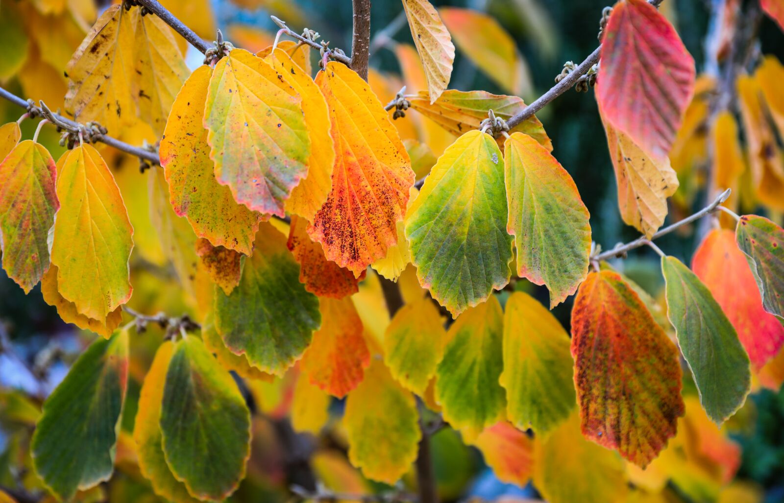 Canon EOS 5D Mark IV sample photo. Leaves, autumn colors, autumn photography