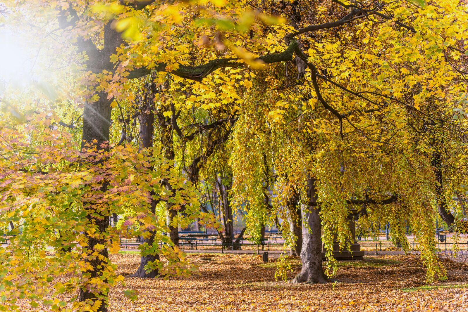 Nikon D750 sample photo. Autumn, landscape, park photography