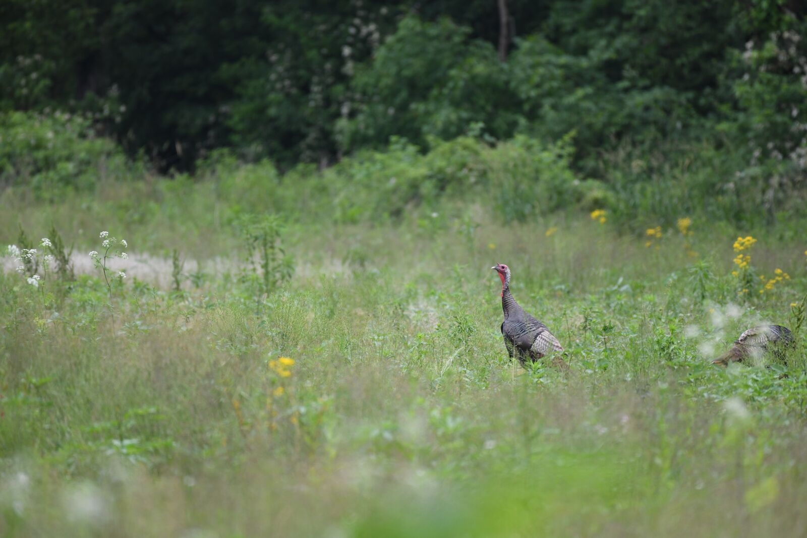 Nikon D850 sample photo. Turkey, bird, wildlife photography