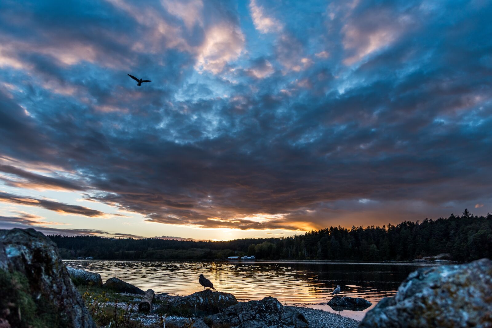 Nikon D750 sample photo. Sunset, birds, sanctuary photography