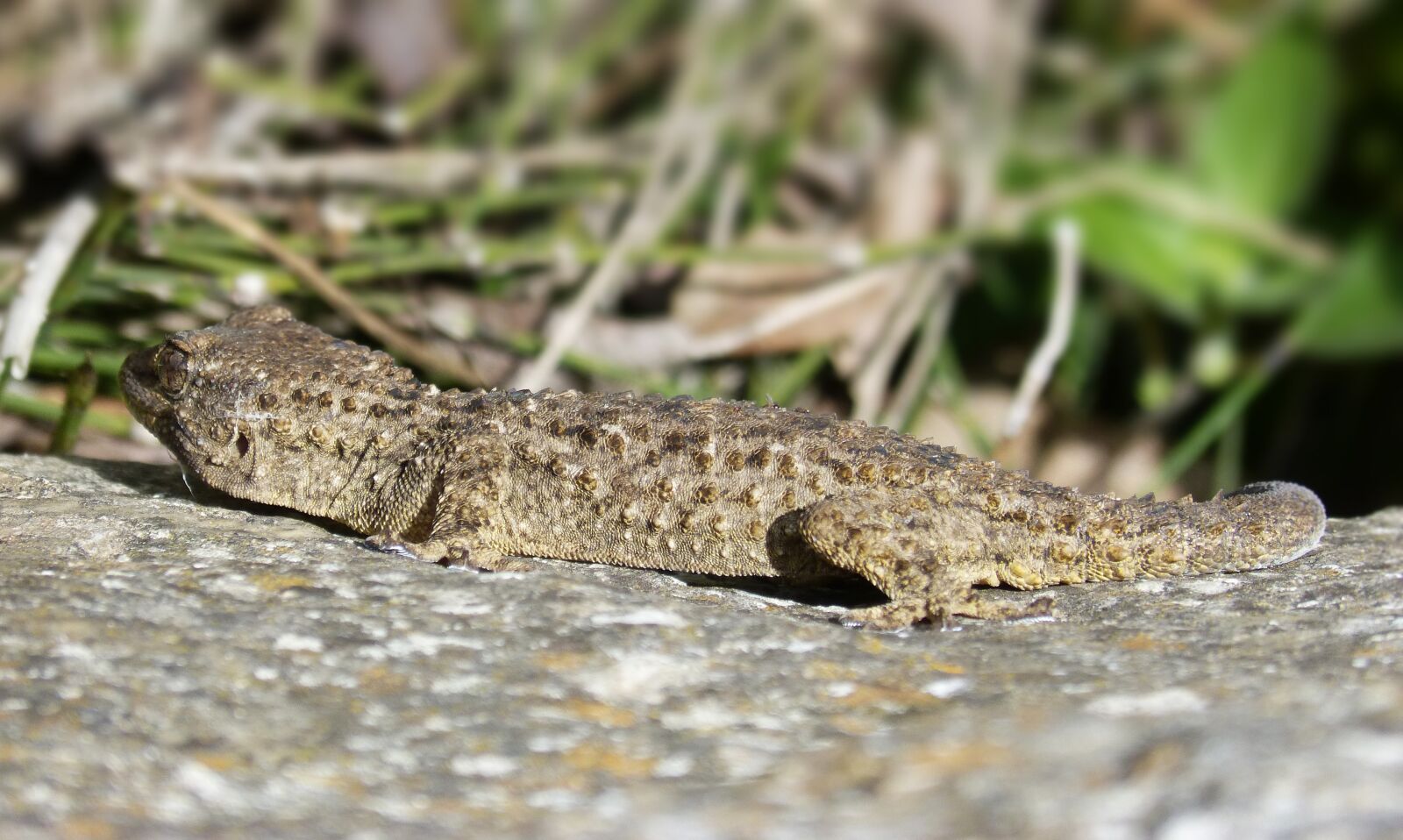 Panasonic DMC-FZ62 sample photo. Gecko, dragon, lizard photography