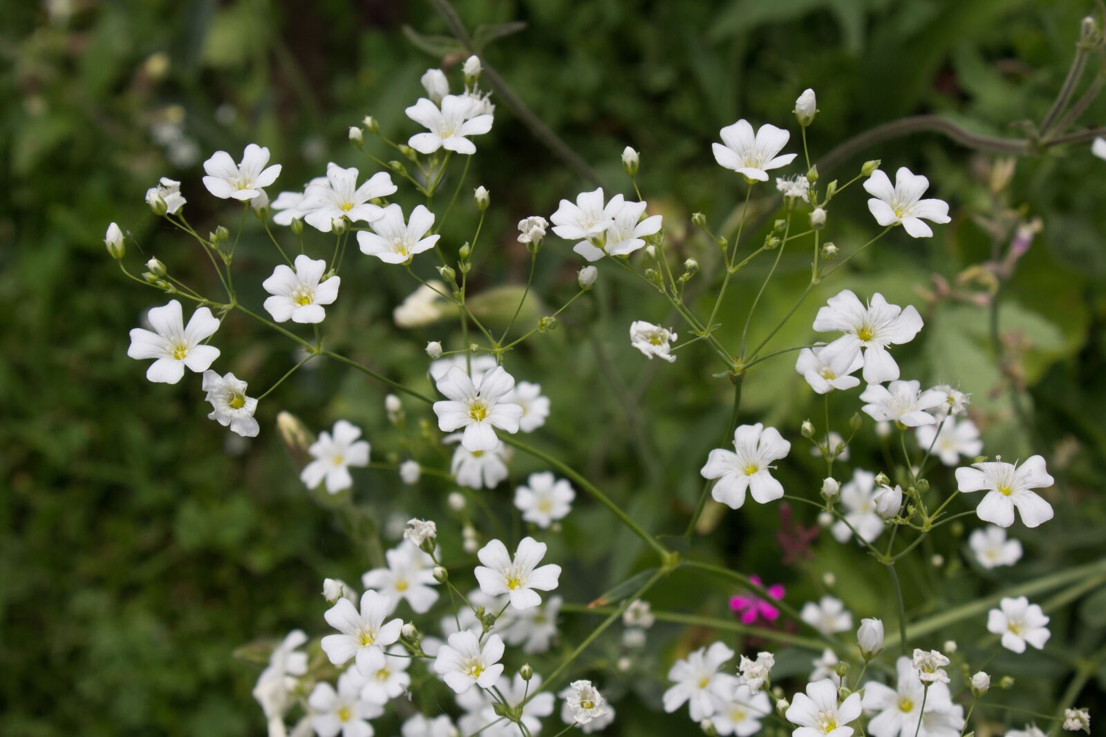 Canon EOS 1200D (EOS Rebel T5 / EOS Kiss X70 / EOS Hi) sample photo. White, flower, floral photography