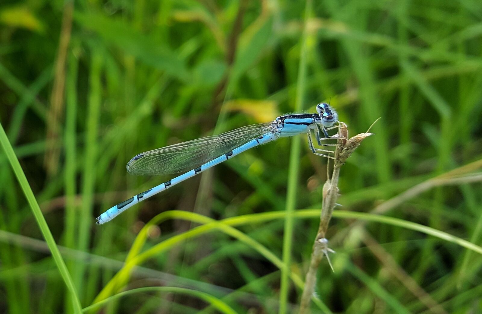 Samsung Galaxy Note5 sample photo. Familiar bluet damselfly, damselfly photography