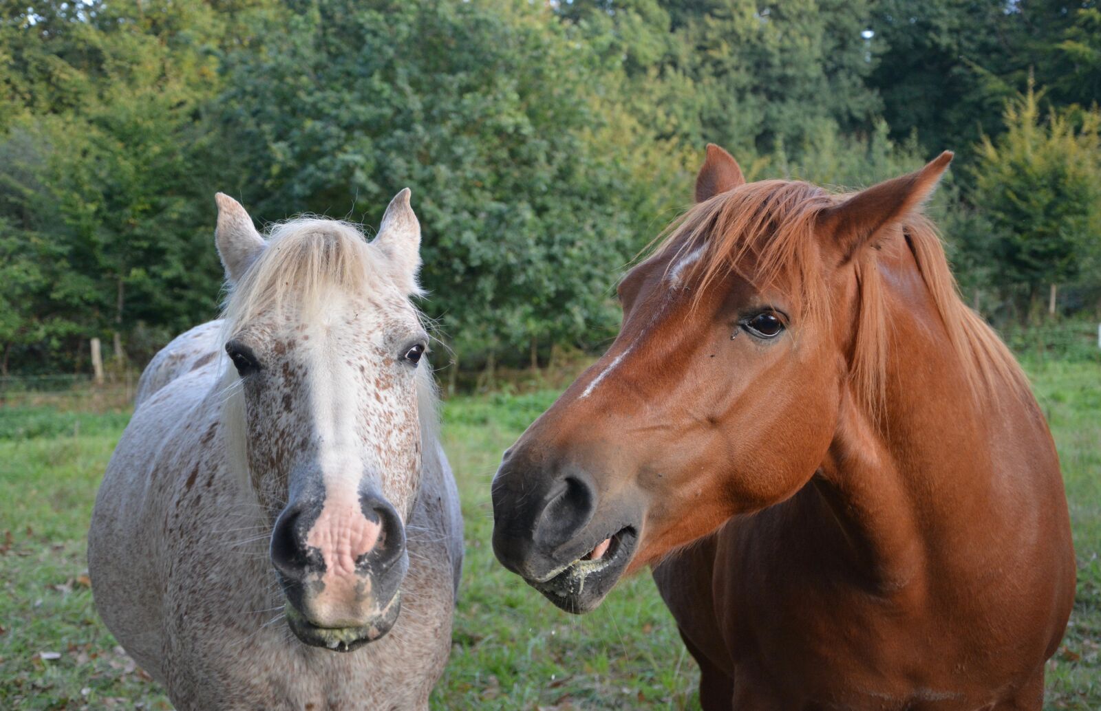 Nikon D5200 sample photo. Horses, mares, complicity photography