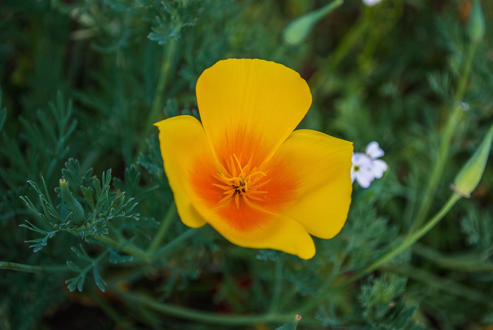 Nikon D3000 sample photo. Nightcap, flower, nature photography