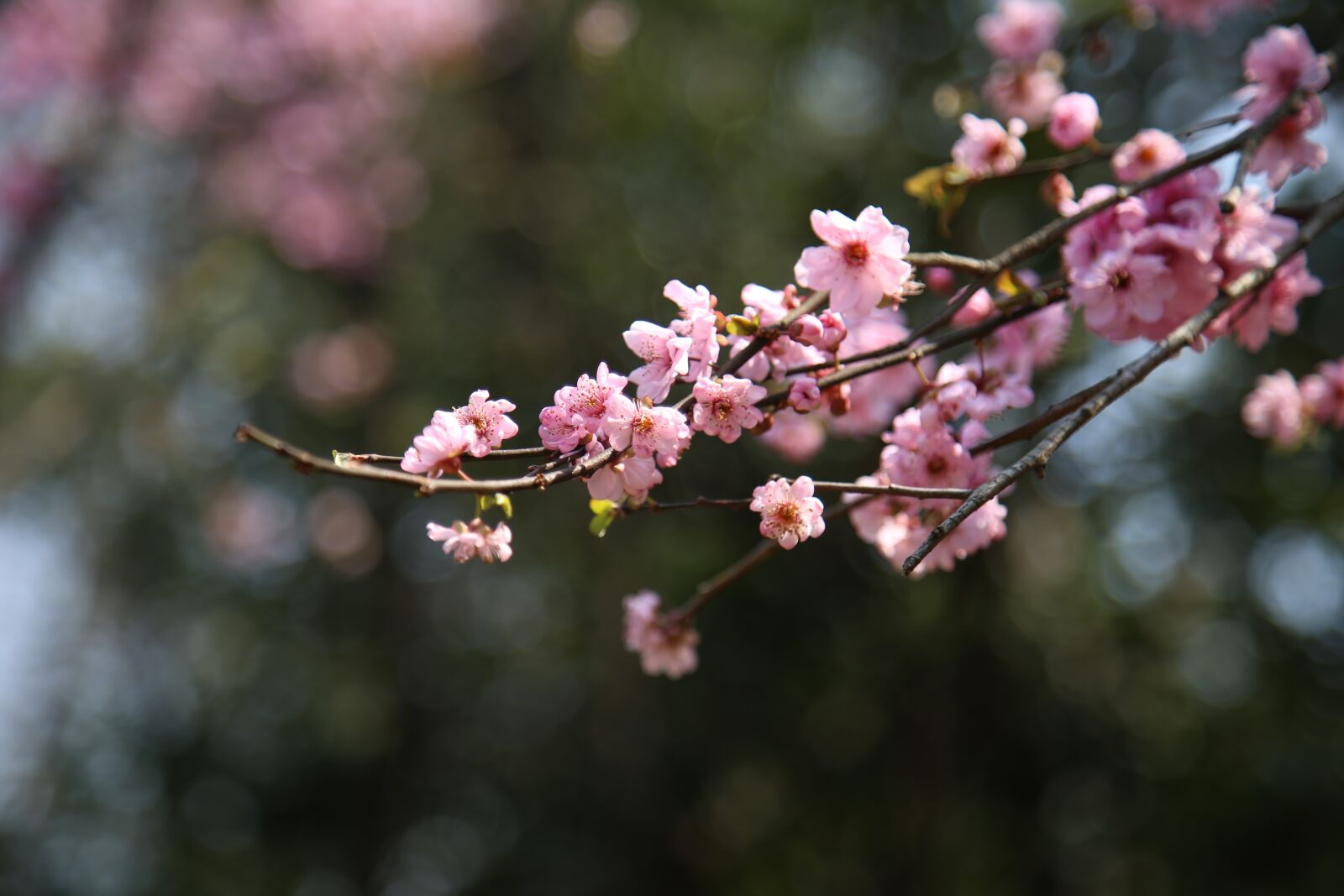 Canon EOS 6D + Canon EF 24-105mm F4L IS USM sample photo. Flower, tree, branch photography