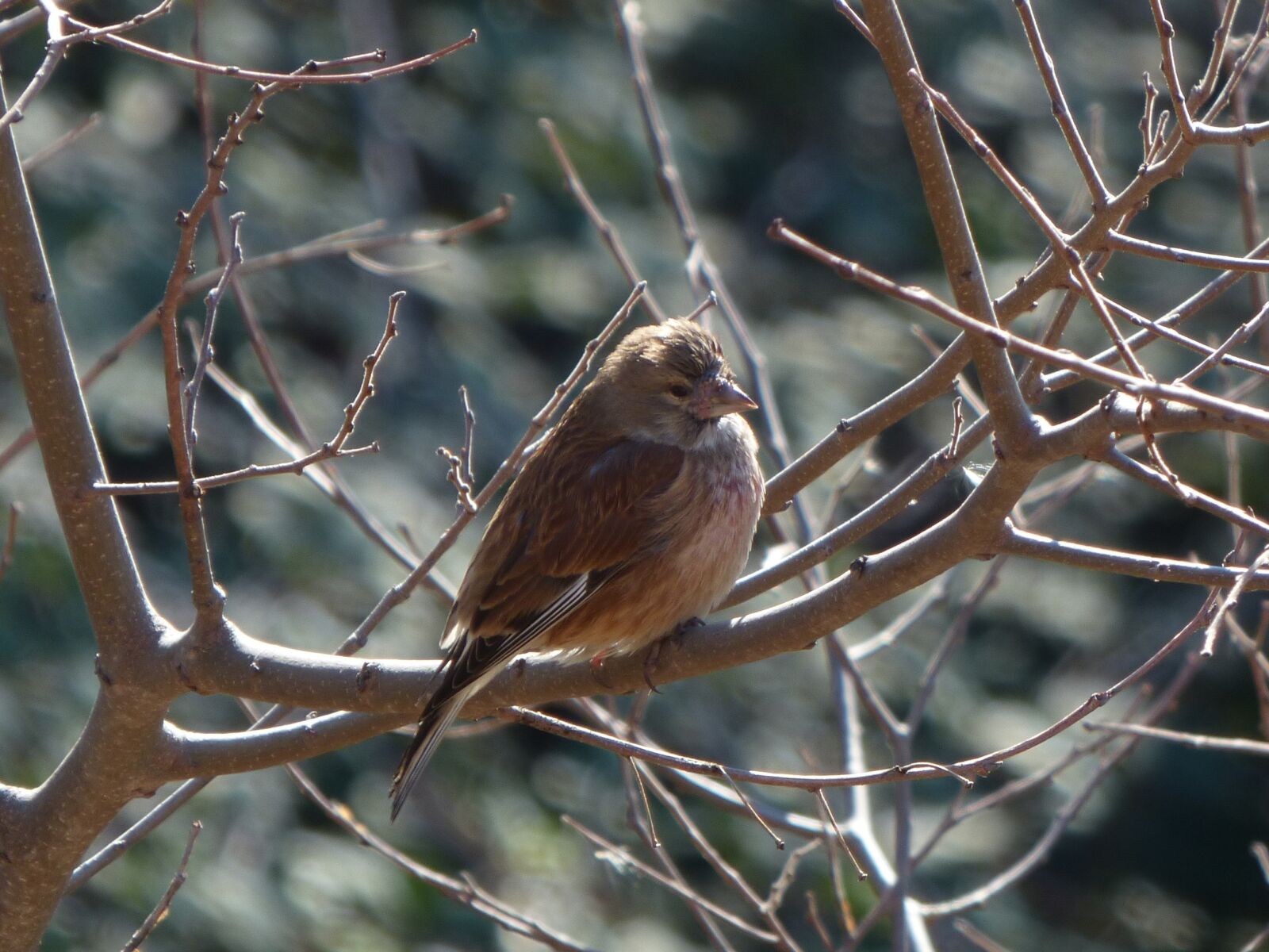 Panasonic Lumix DMC-FZ70 sample photo. Sparrow, winter, branch photography