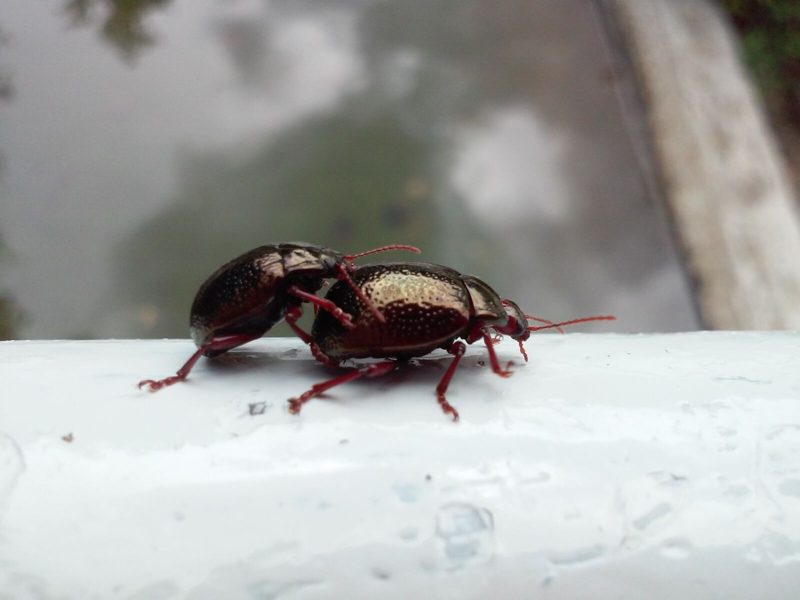 LG L65 sample photo. Insect, beetle, black beetle photography