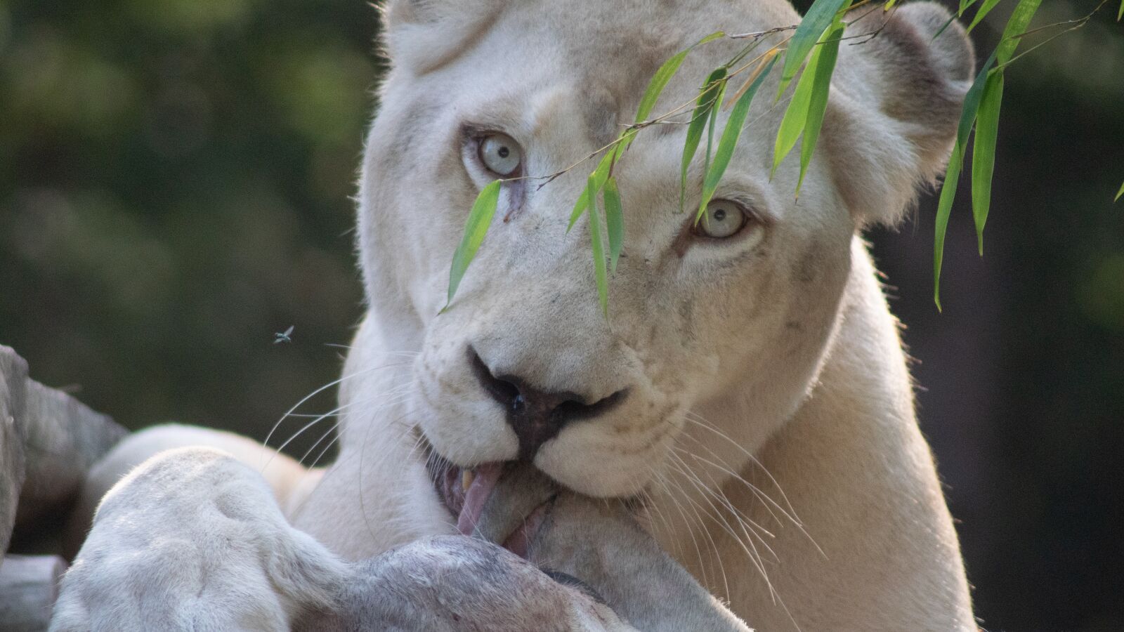 Sony ILCA-77M2 sample photo. Lion, cat, paw photography