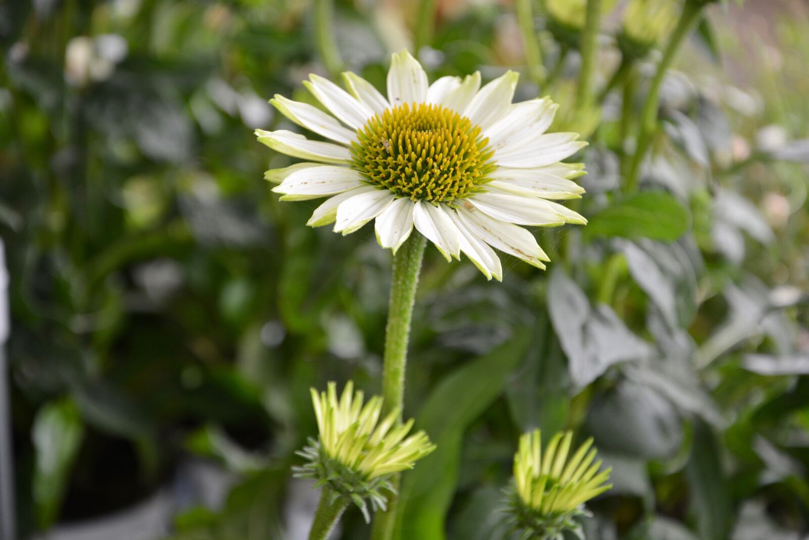 Nikon D5200 sample photo. Flowers, flower, kind of photography