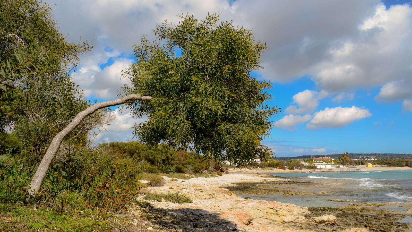 Nikon D3300 sample photo. Tree, beach, sky photography