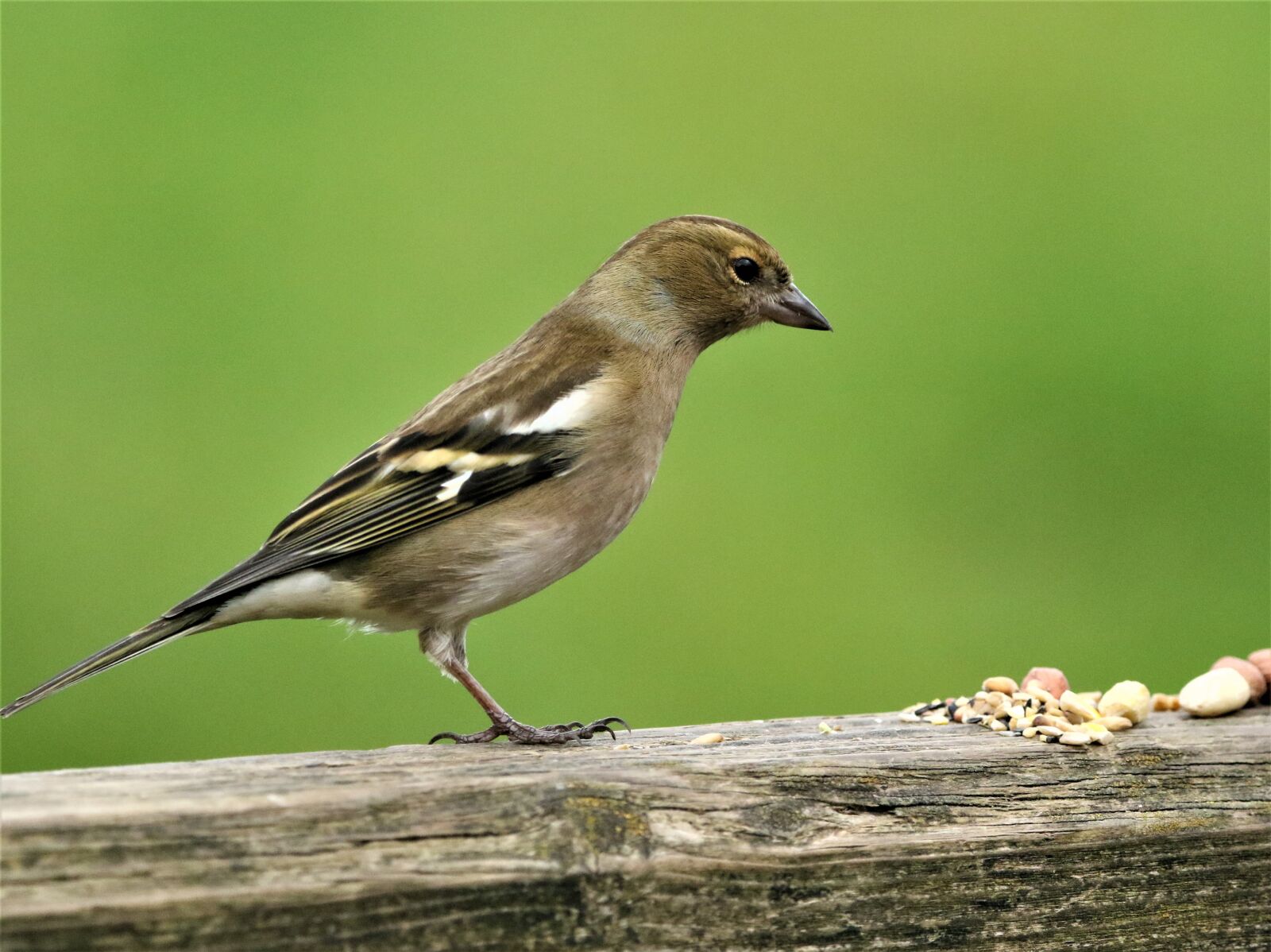 150-600mm F5-6.3 DG OS HSM | Contemporary 015 sample photo. Chaffinch, bird, wildlife photography
