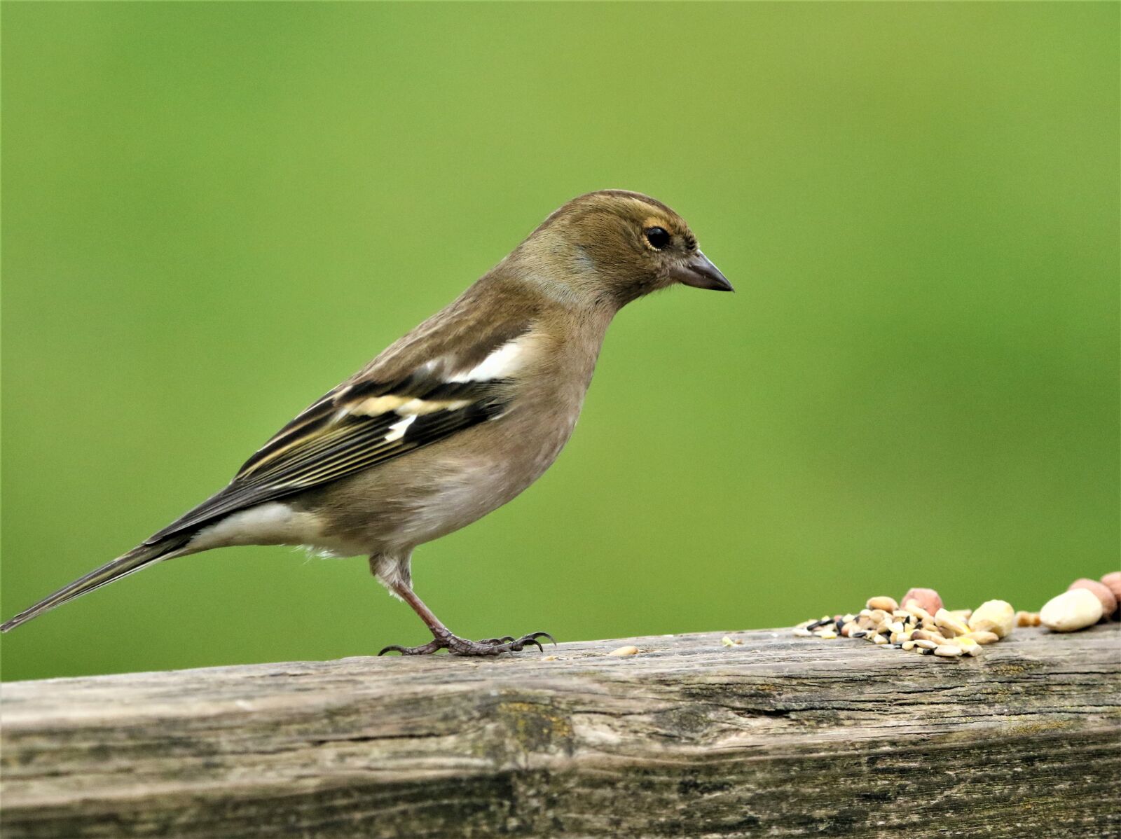 Canon EOS 7D Mark II + 150-600mm F5-6.3 DG OS HSM | Contemporary 015 sample photo. Chaffinch, bird, wildlife photography