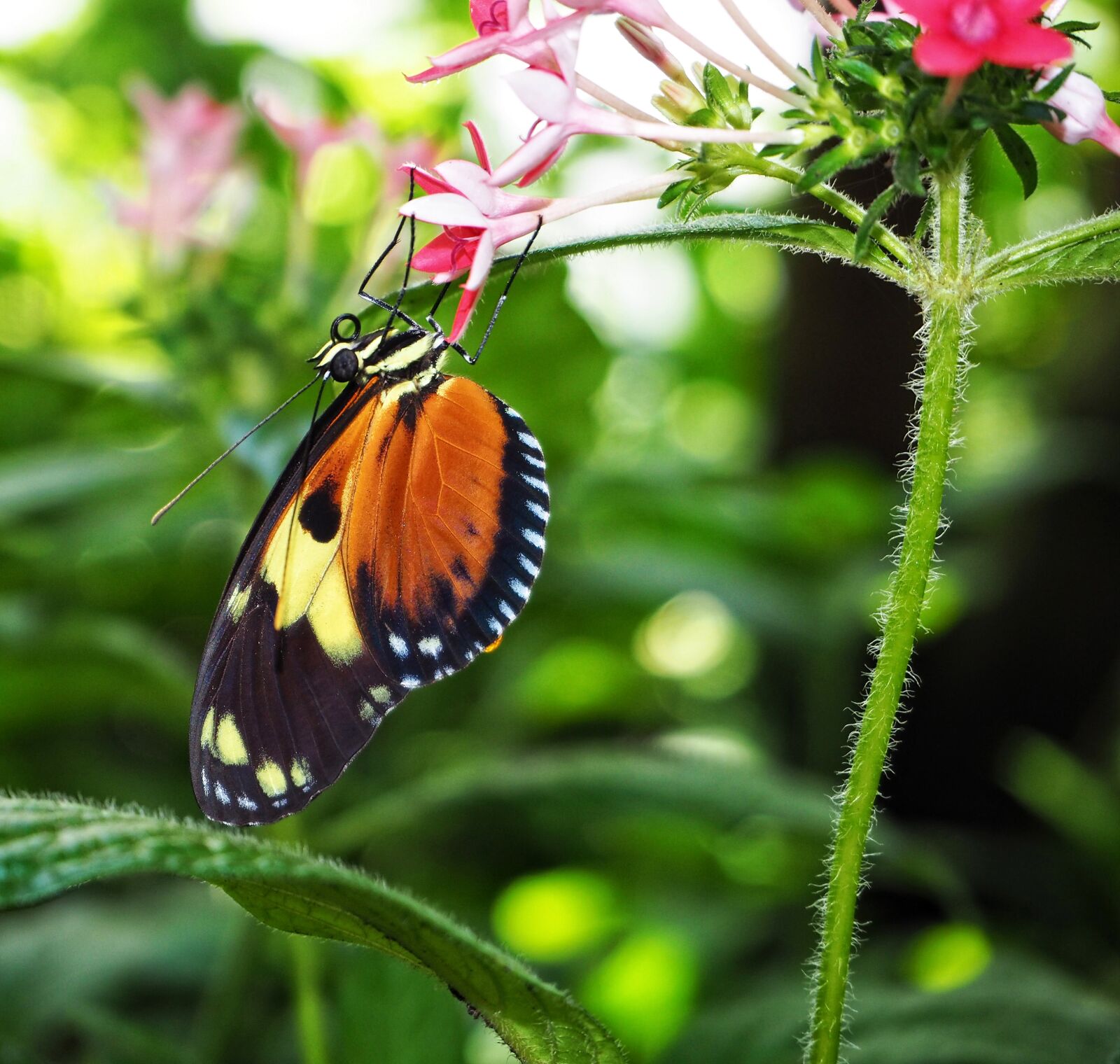 Olympus OM-D E-M10 II sample photo. Butterfly, insect, nature photography