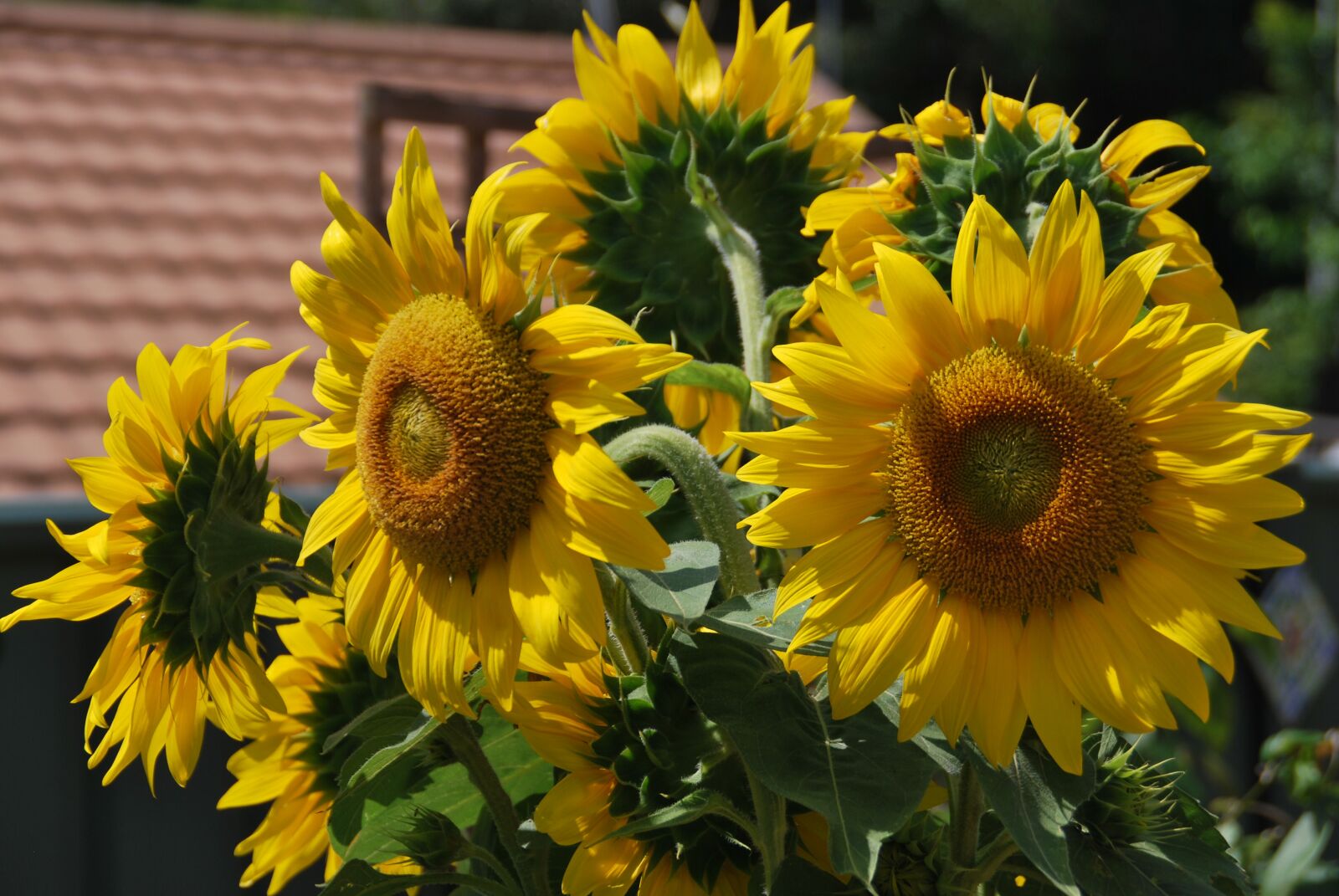 Nikon D60 sample photo. Flower, flora, nature photography