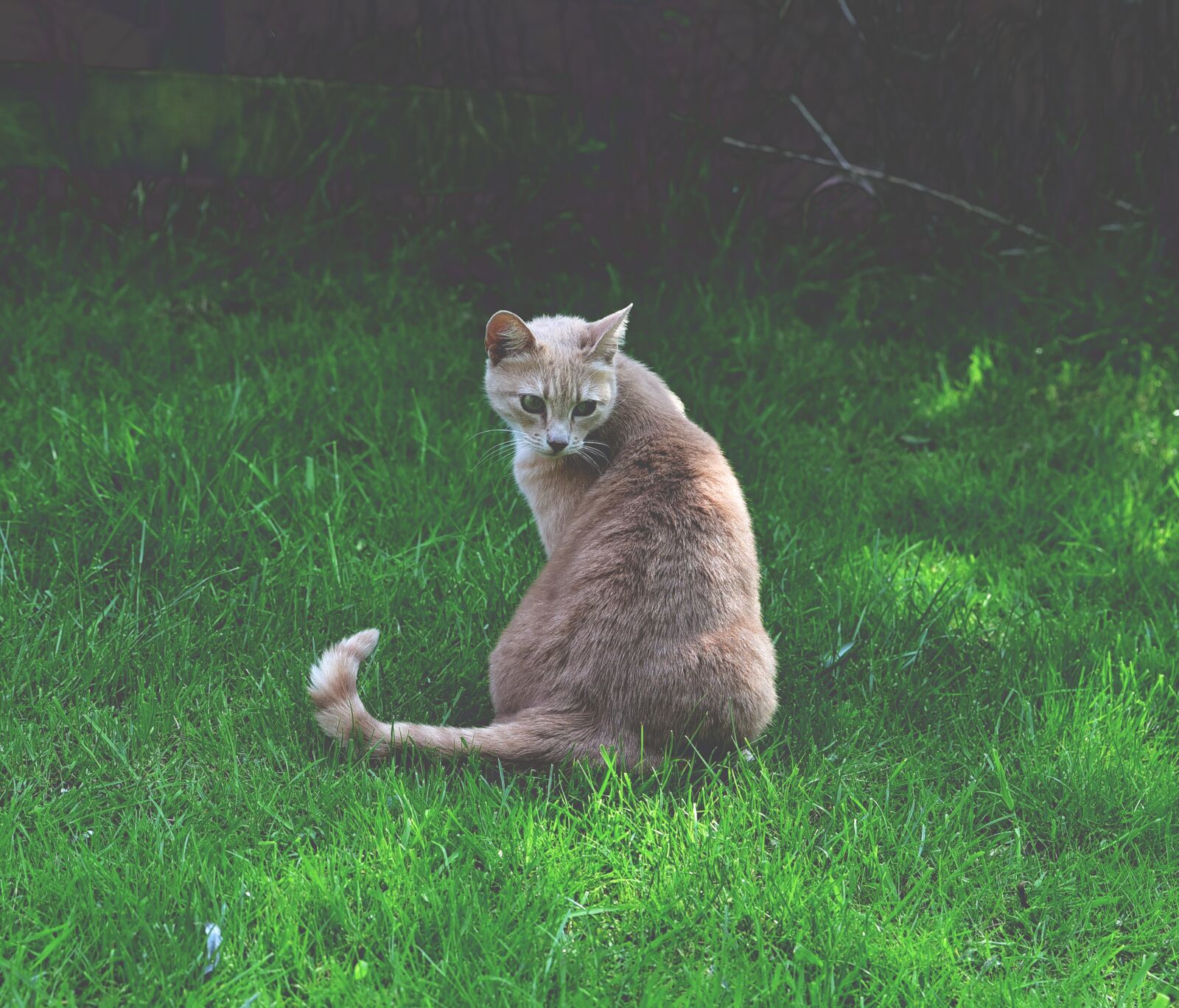 Nikon D750 sample photo. Cat, wait, pet photography