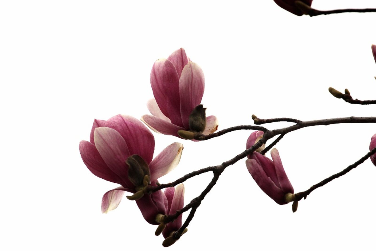 Canon EOS 60D sample photo. Magnolia, flowers, pink photography