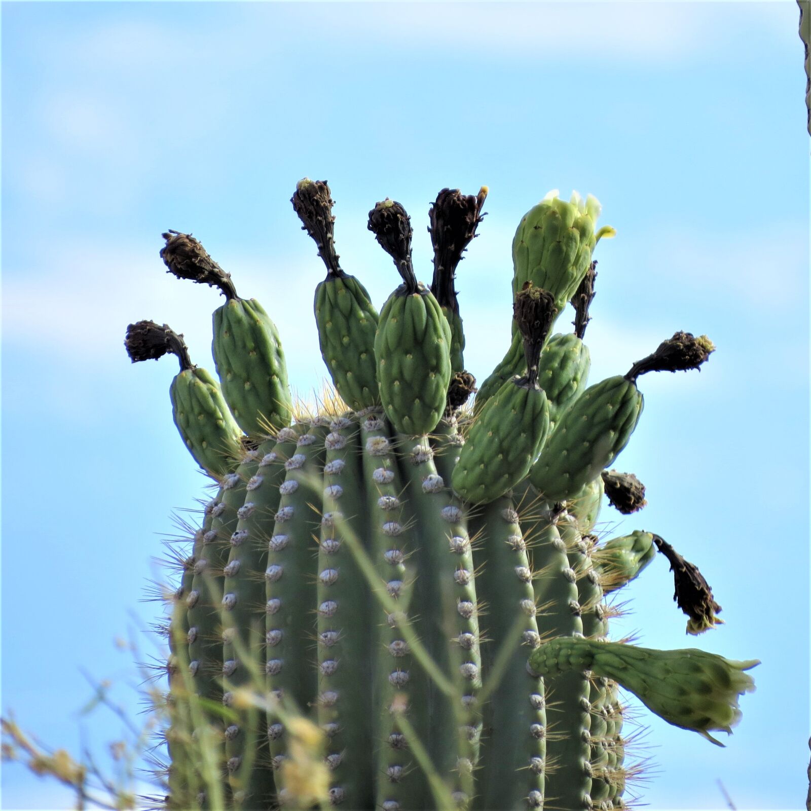 Canon PowerShot SX50 HS sample photo. Cactus, saguaro, arizona photography