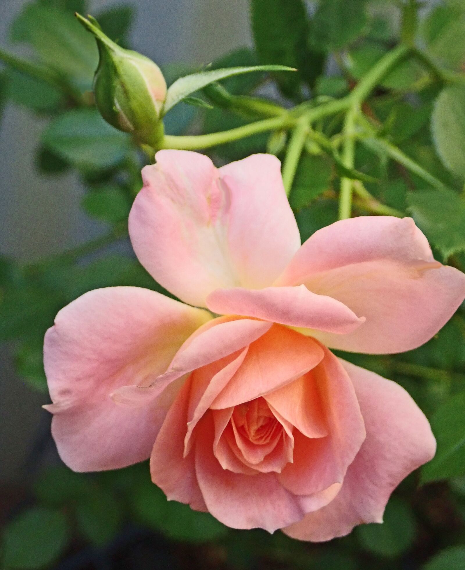 Olympus TG-5 sample photo. Flower, pink, rose photography