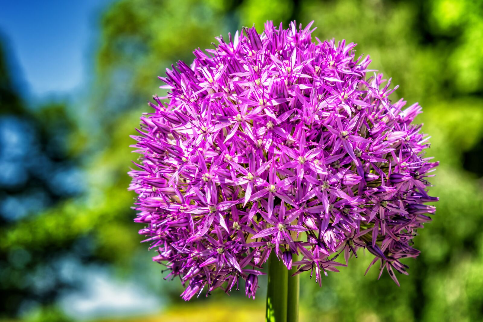 Nikon D3300 sample photo. Flower, blossom, bloom photography