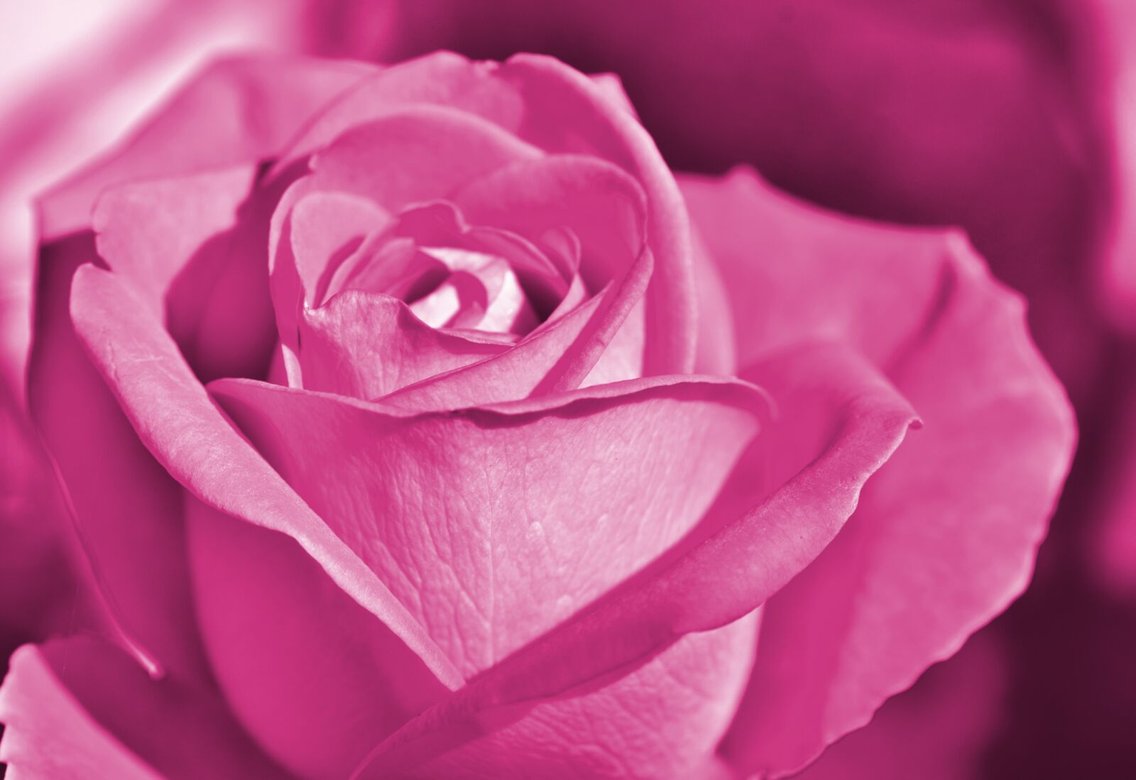 Nikon D7200 sample photo. Rose, rose bloom, floribunda photography