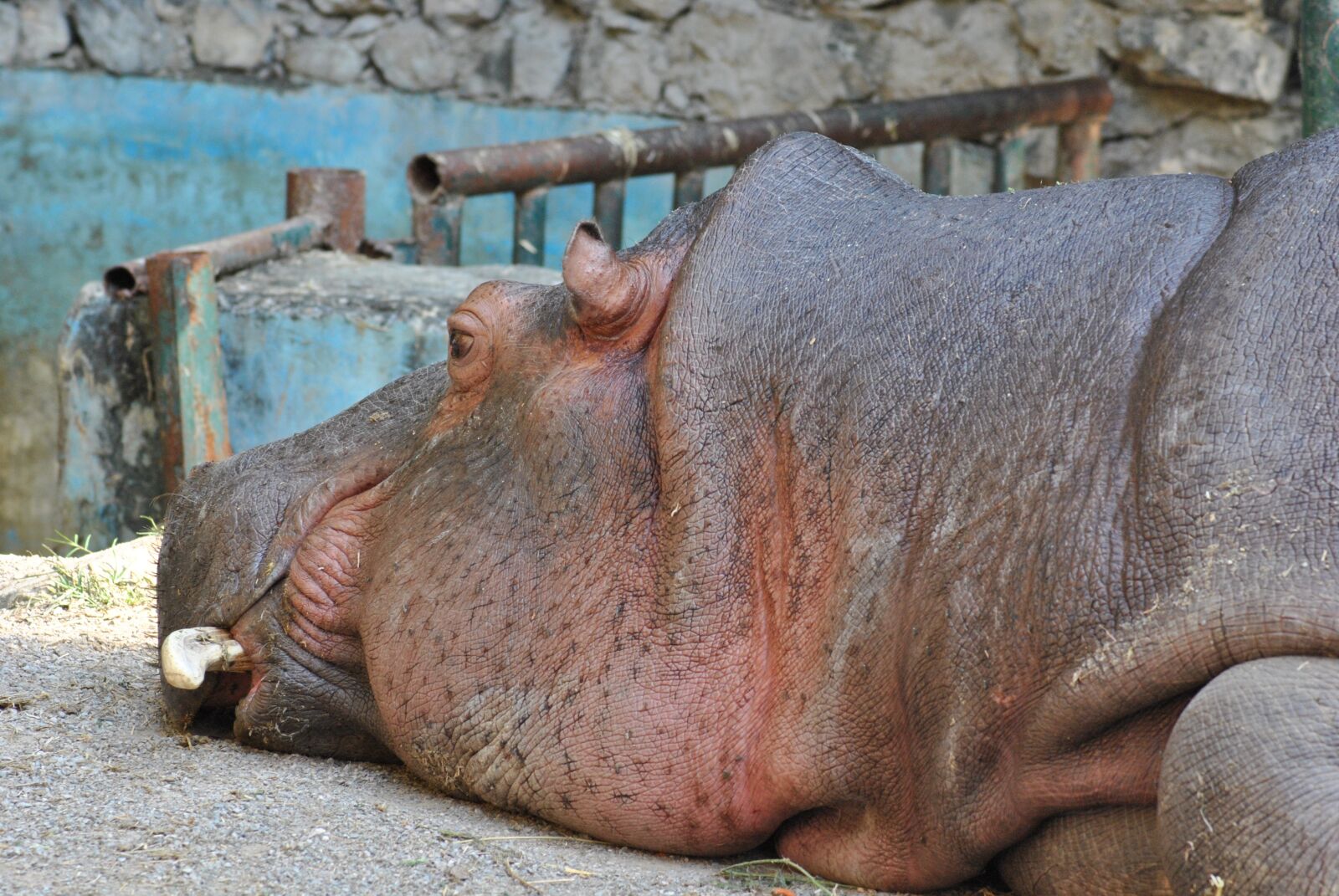 Nikon D3000 sample photo. Hippopotamus, animal, nature photography