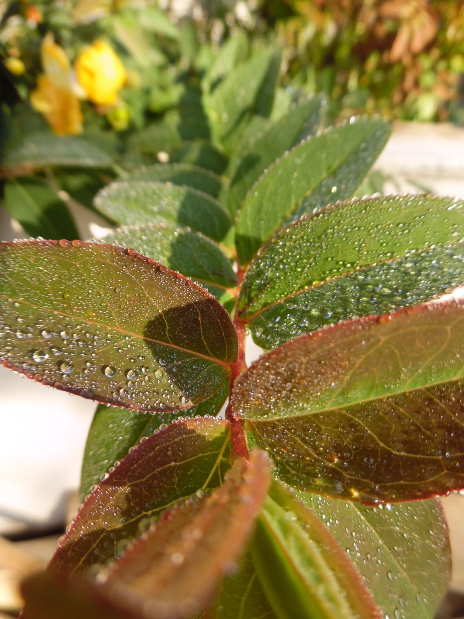 Samsung WB35F/WB36F/WB37F sample photo. Dew, flower, morning photography