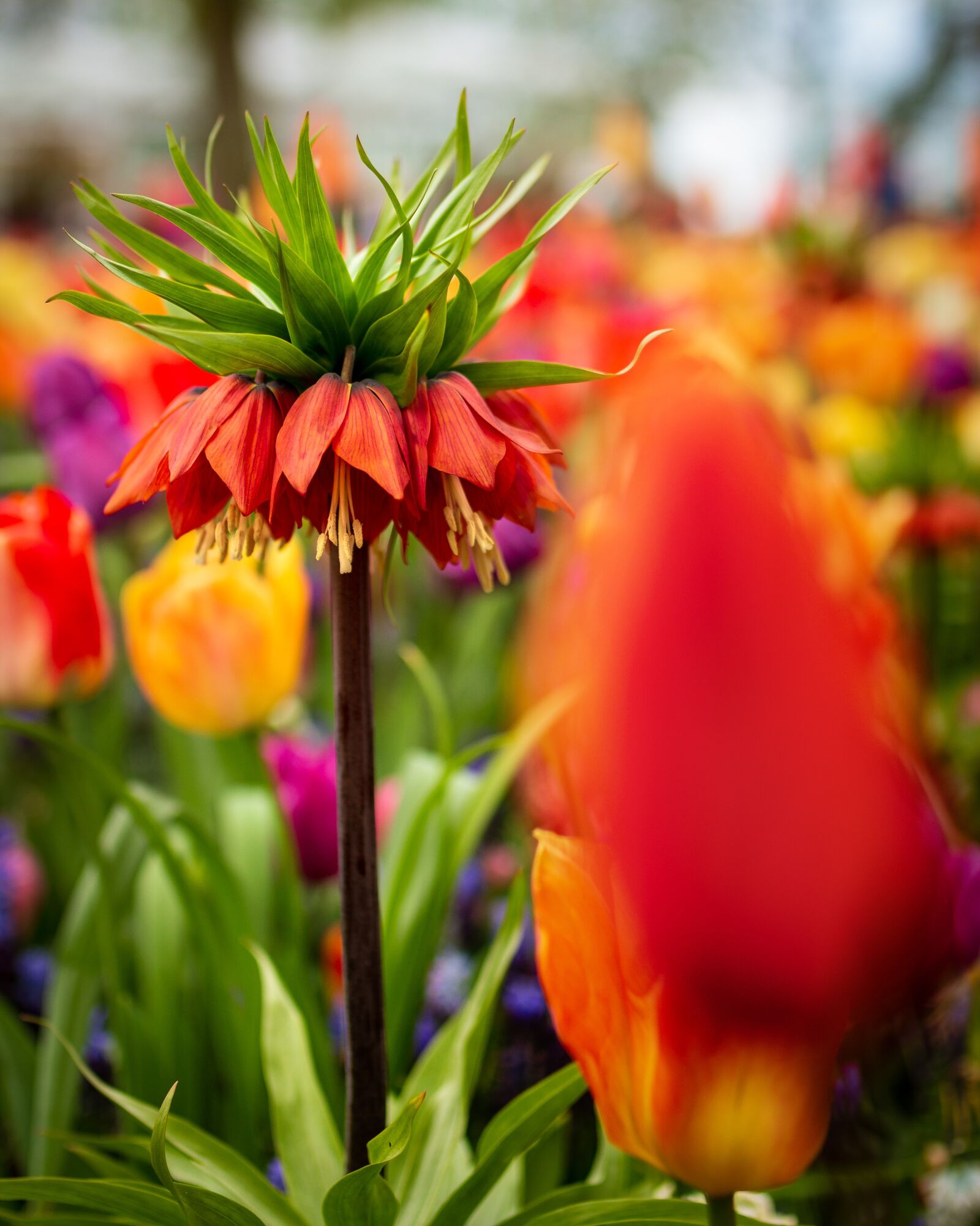 Canon EOS 700D (EOS Rebel T5i / EOS Kiss X7i) sample photo. Tulips, flower, nature photography