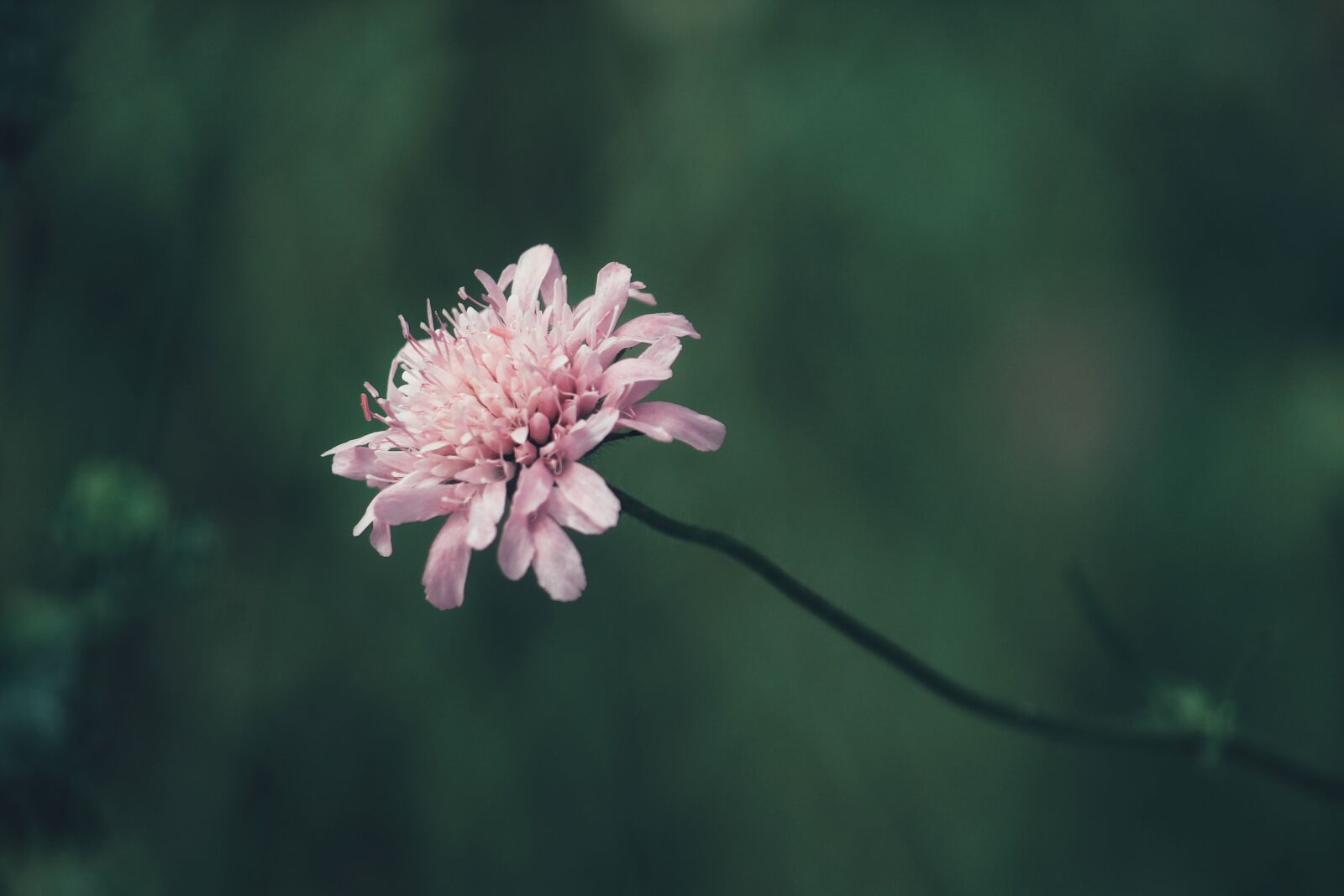 Canon EOS 1200D (EOS Rebel T5 / EOS Kiss X70 / EOS Hi) sample photo. Flower, blossom, bloom photography