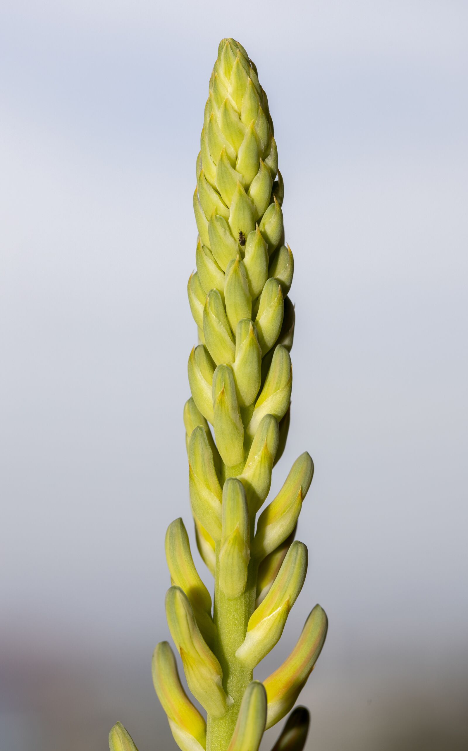 Canon EOS R sample photo. Aloe vera, bud, flower photography