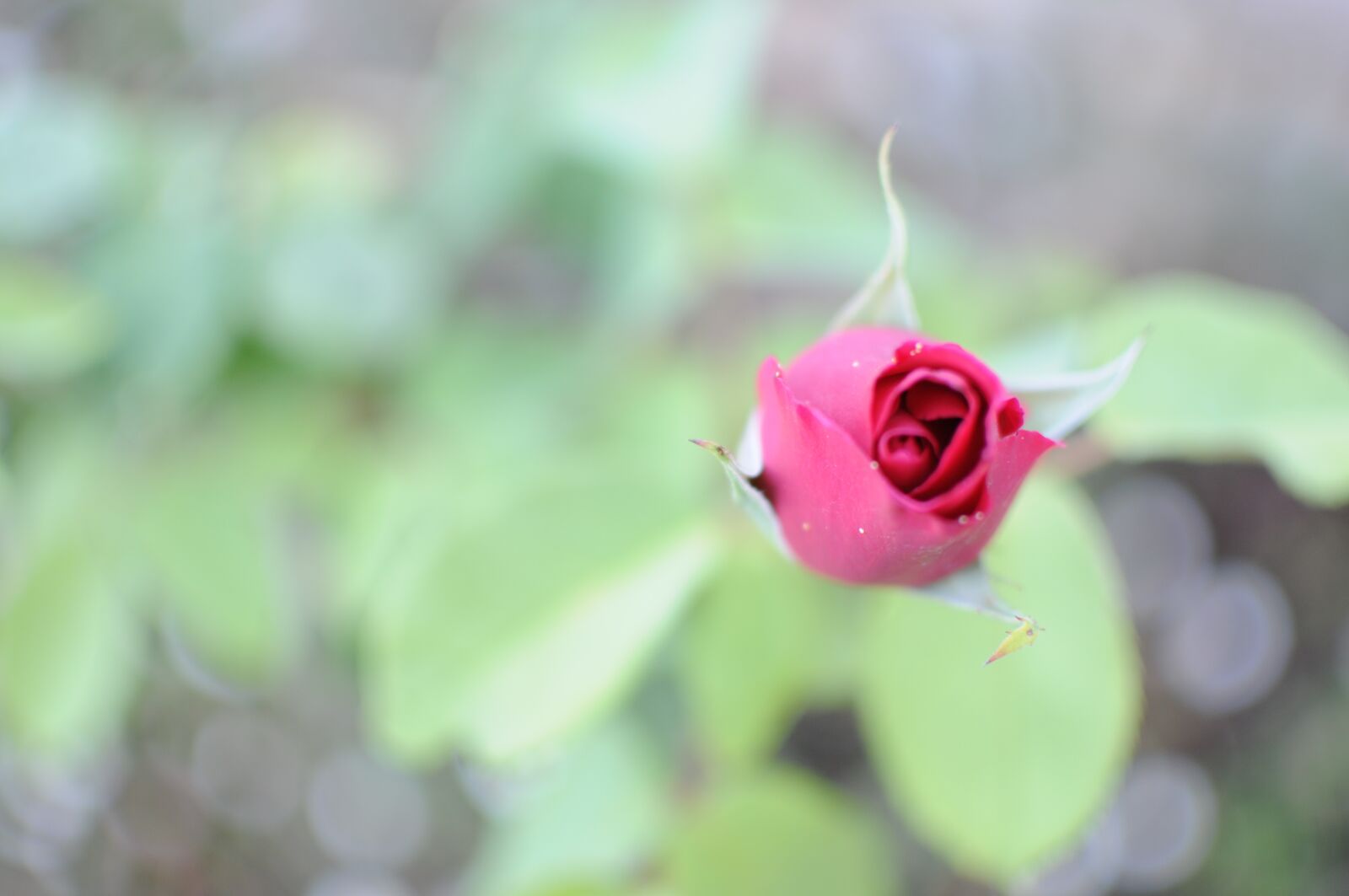 Nikon D300S sample photo. Rose, red, flower photography