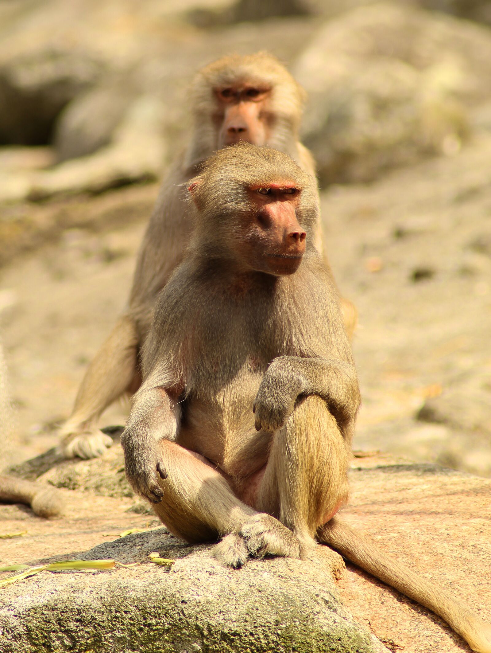 Canon EOS 1300D (EOS Rebel T6 / EOS Kiss X80) sample photo. Monkey, animal, mammal photography