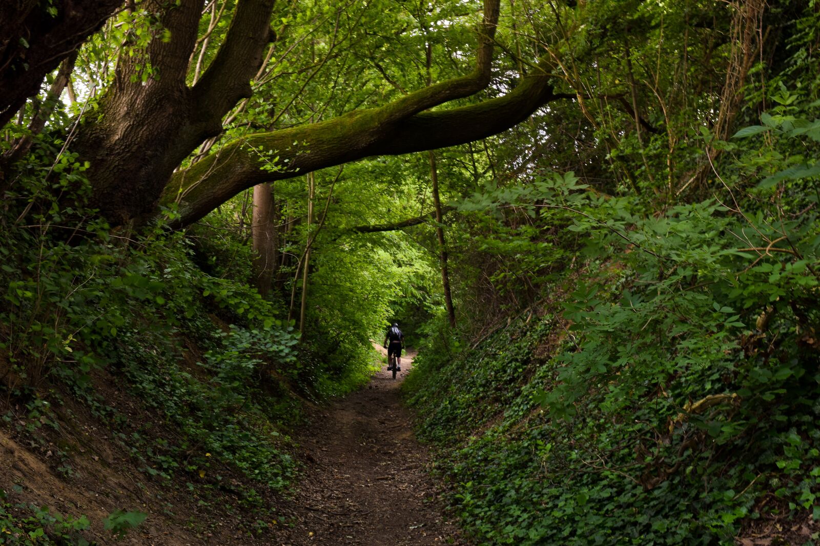 Nikon D3300 sample photo. Forest, trees, nature photography