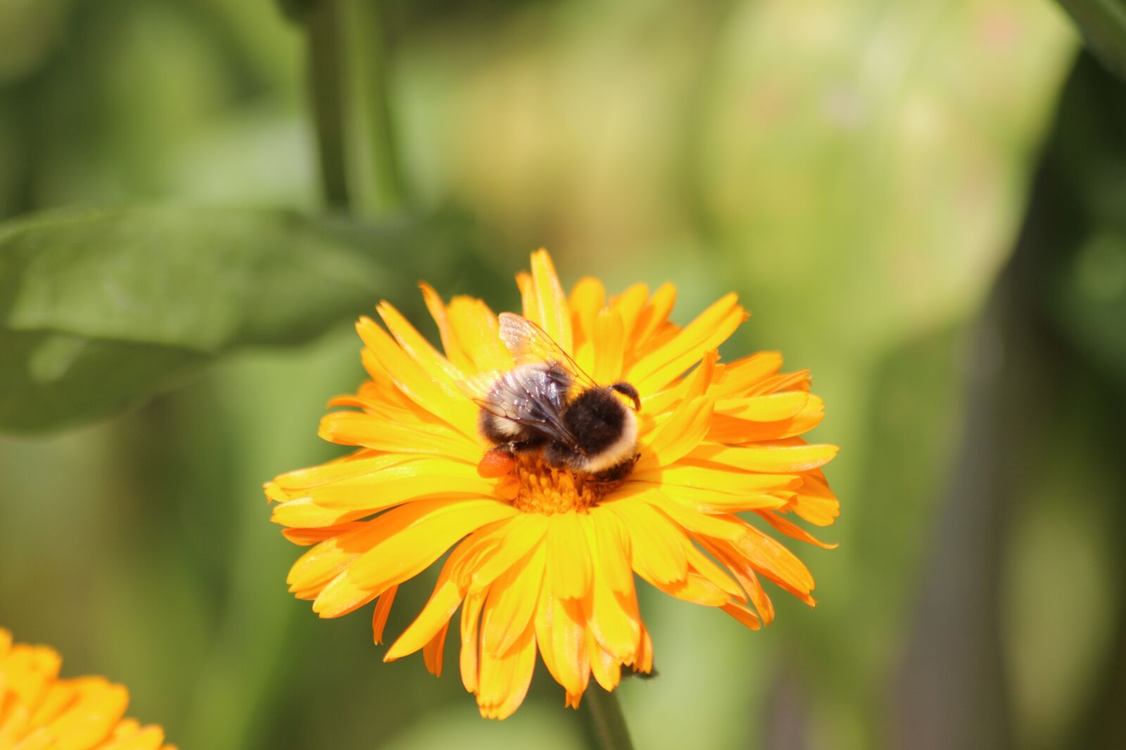 Canon EOS 600D (Rebel EOS T3i / EOS Kiss X5) sample photo. Flower, garden, blossom photography