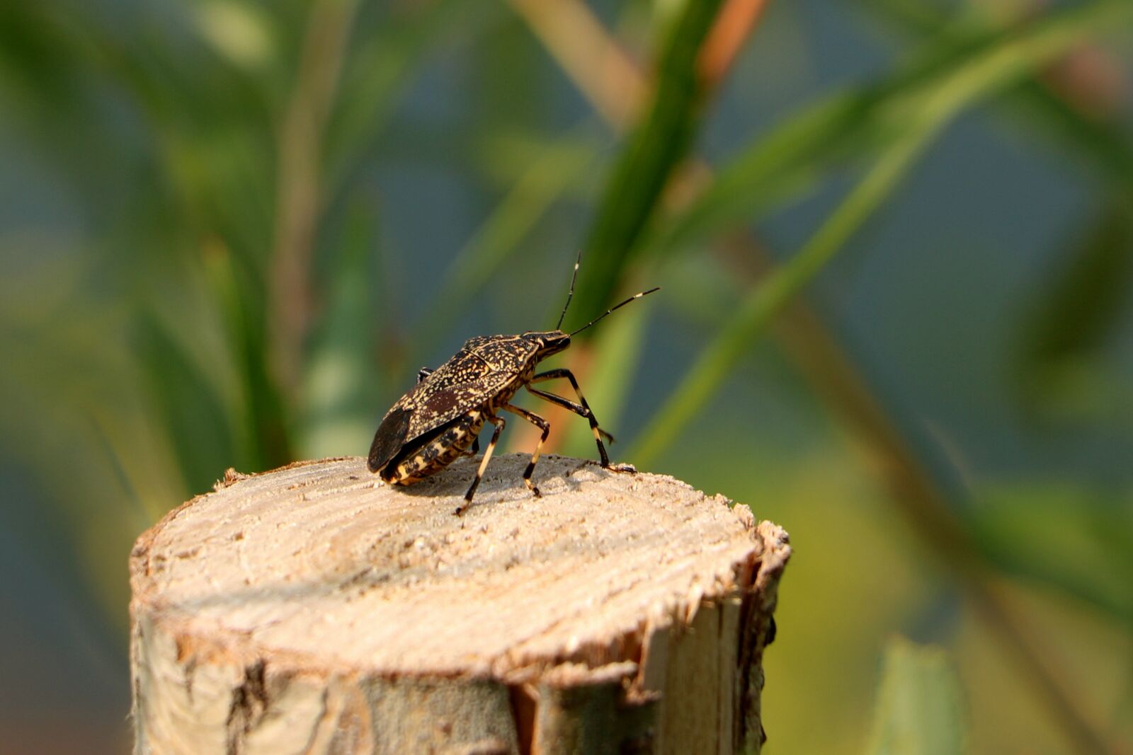Canon EOS 750D (EOS Rebel T6i / EOS Kiss X8i) sample photo. China, pet, beetle photography