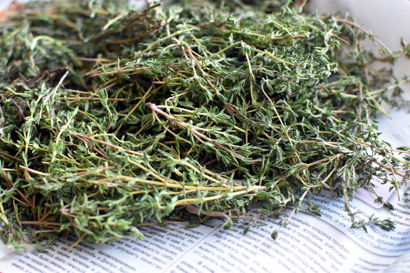 Nikon D3400 sample photo. Thyme, herbs, fresh thyme photography
