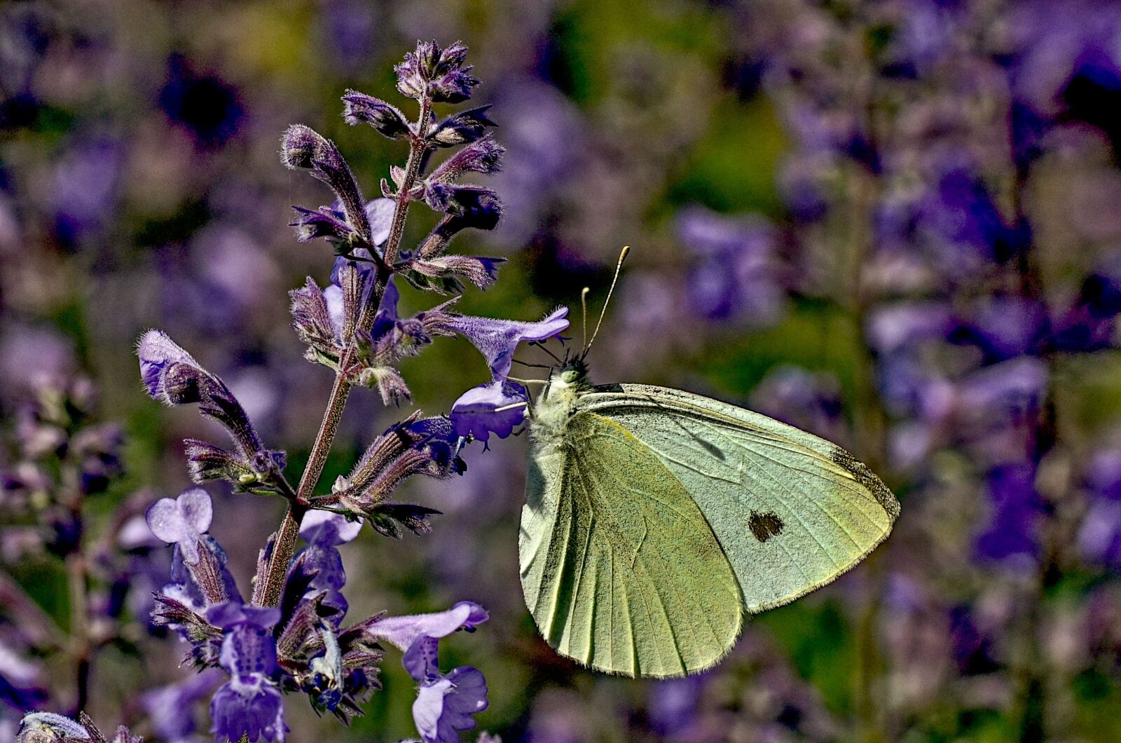 Nikon D5100 sample photo. White, butterfly, nature photography