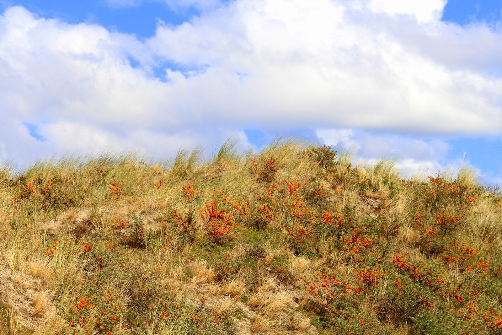 Canon EOS 700D (EOS Rebel T5i / EOS Kiss X7i) sample photo. Landscape, langeoog, nature photography