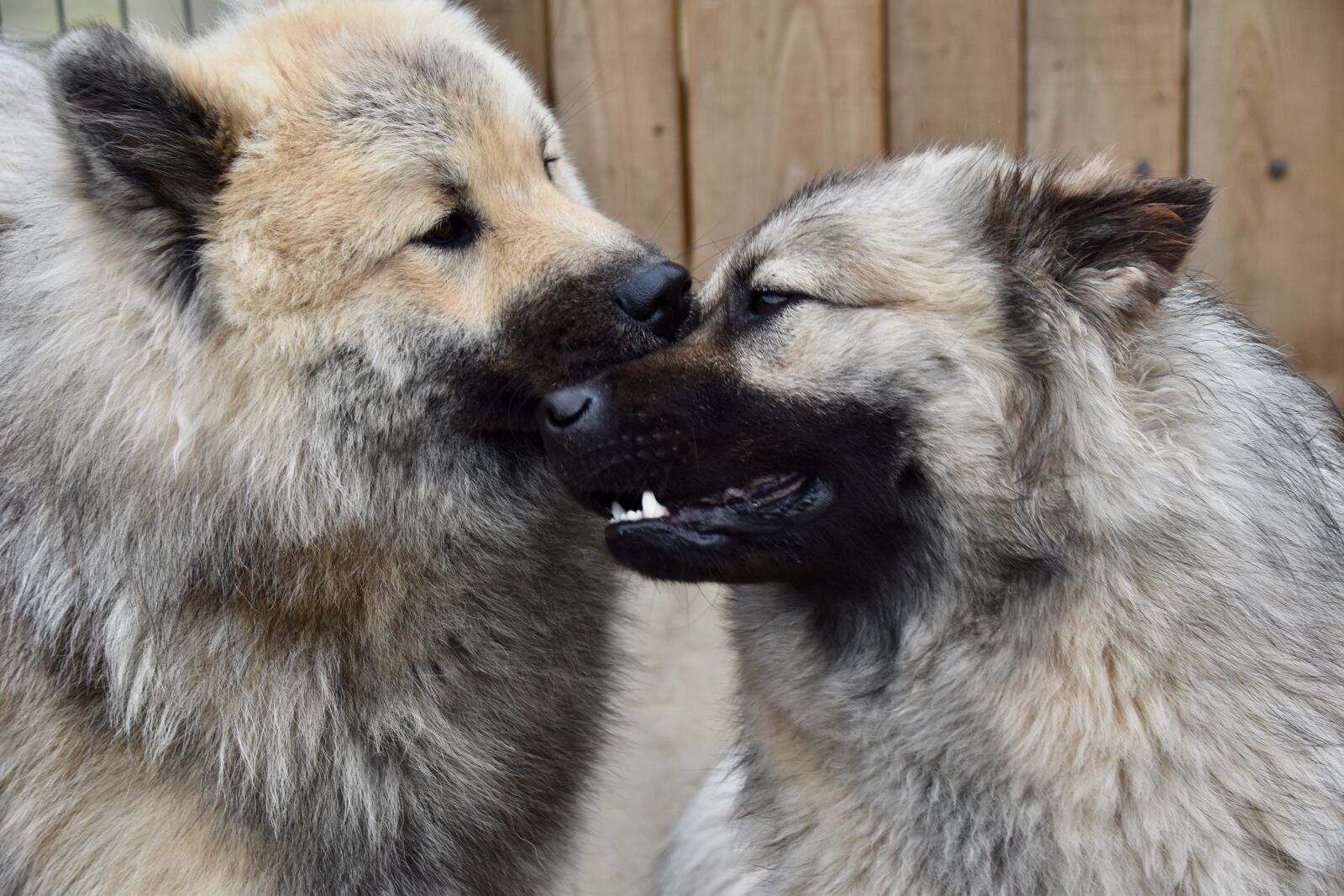 Nikon D5600 sample photo. Dog, kisses dogs, tenderness photography