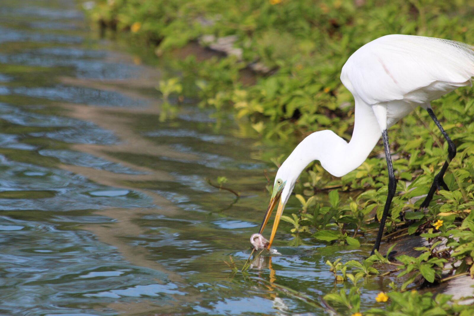 Canon EOS 650D (EOS Rebel T4i / EOS Kiss X6i) + Canon EF 70-300mm F4-5.6 IS USM sample photo. Great white egret, ardea photography