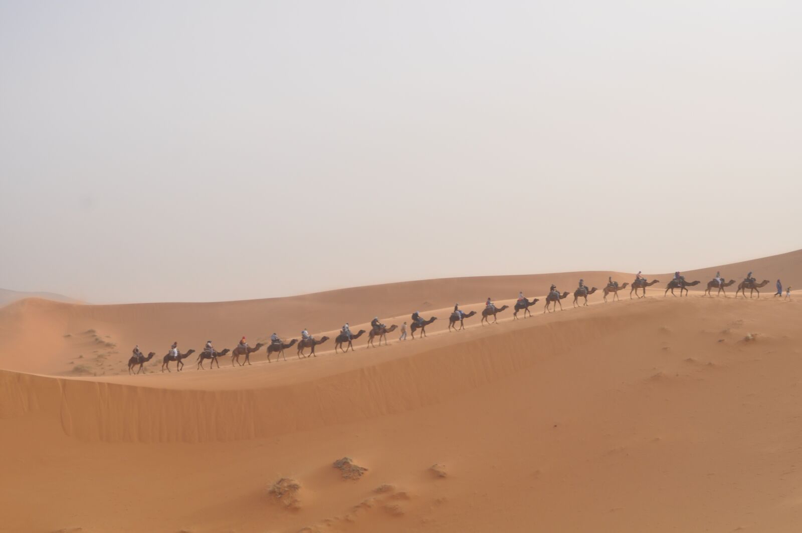 Nikon D90 sample photo. Sahara, camels, morocco photography