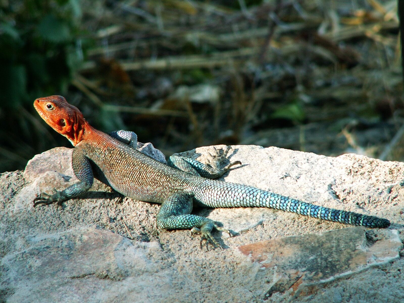 KONICA MINOLTA DiMAGE Z3 sample photo. Salamander, africa, lizard photography