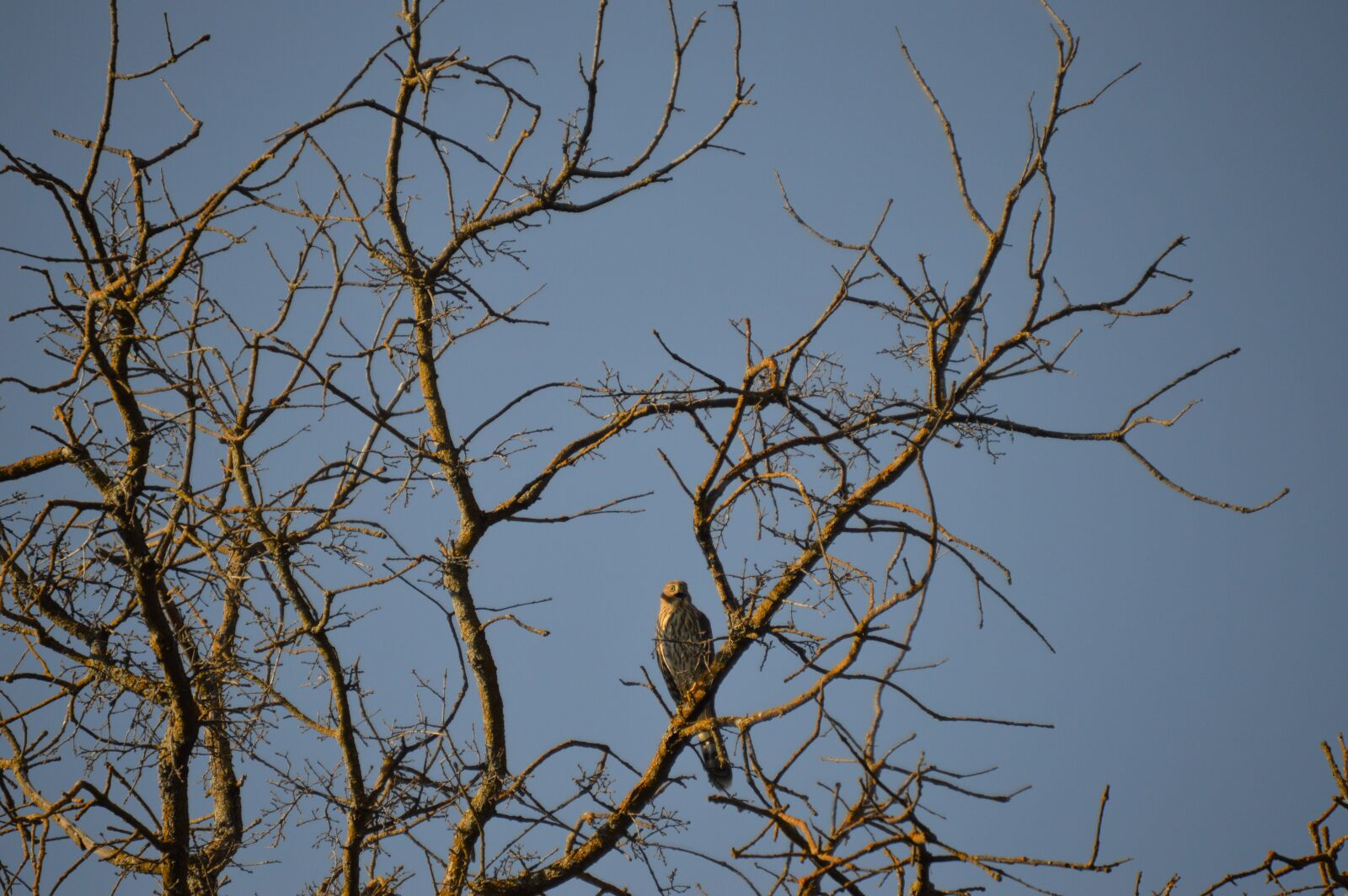 Nikon D3200 sample photo. Hawk, bird, raptor photography
