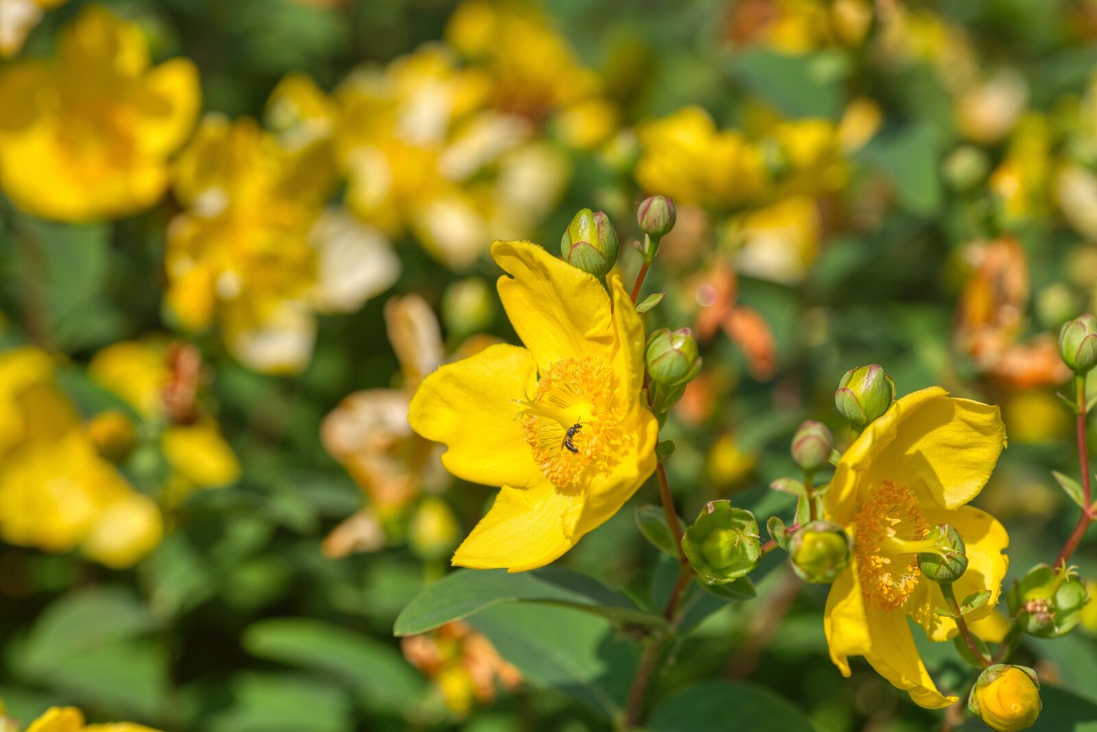 Nikon D750 sample photo. Gro blumiges st john's photography