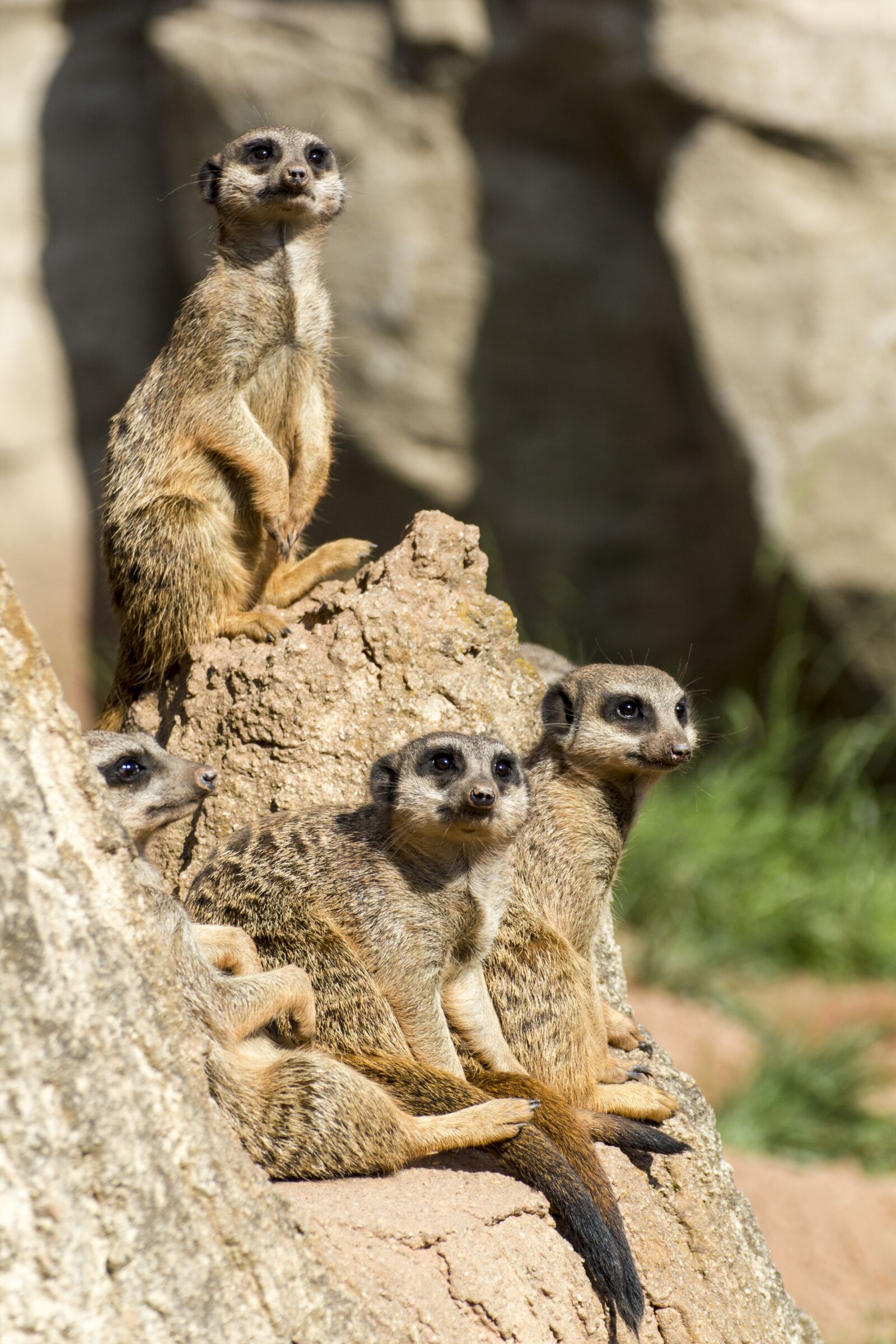 Canon EOS 550D (EOS Rebel T2i / EOS Kiss X4) sample photo. Meerkat, zoo, animal photography