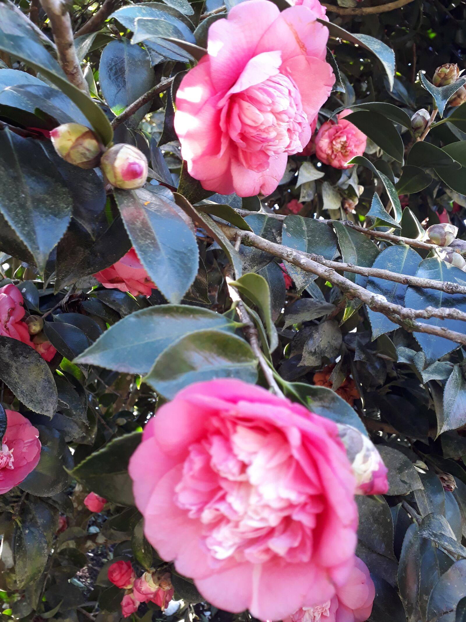 Samsung Galaxy J5 Prime sample photo. Rosas, decorar, amar photography