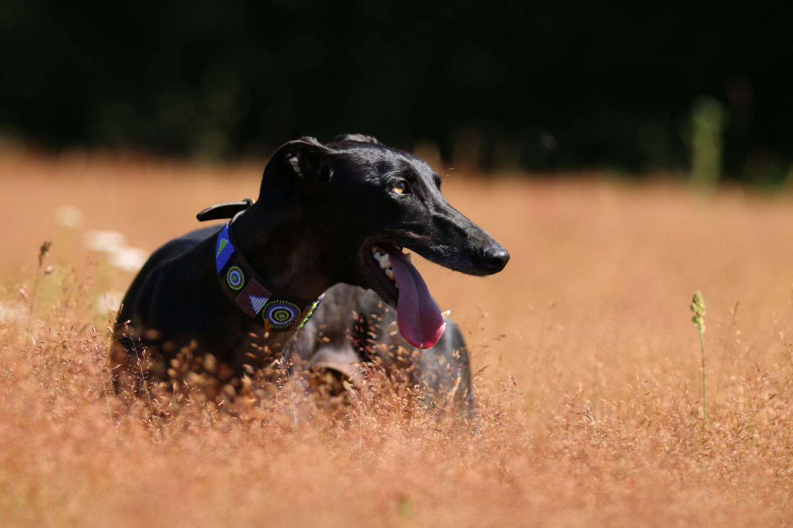 Canon EOS 70D + Canon EF 70-200mm F2.8L IS II USM sample photo. Dog, greyhound, pet photography