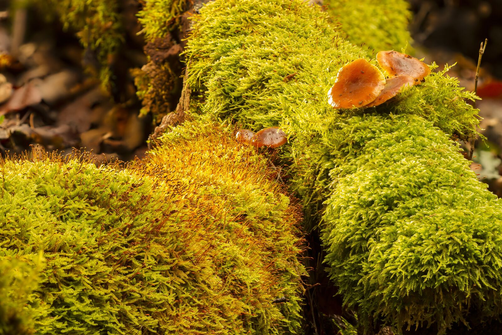 Canon EOS 7D sample photo. Nature, tree, plant photography